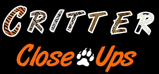 Critter Closeups logo2